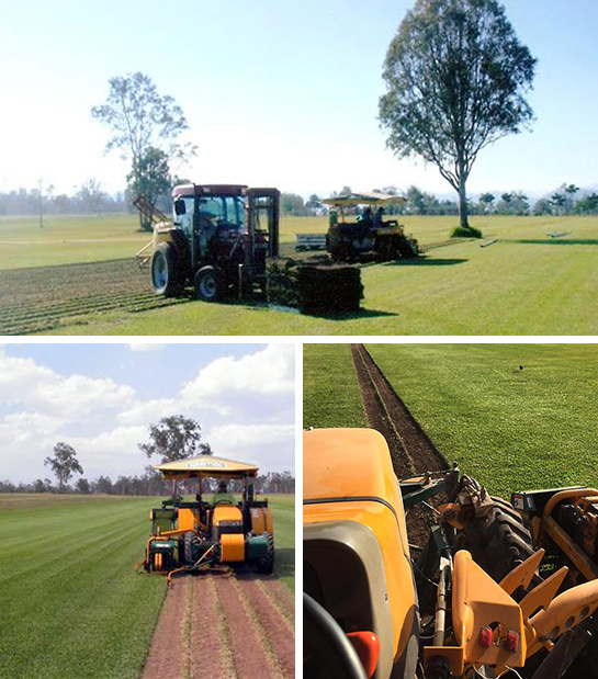 aboutcolliersturf Colliers Turf Supplies